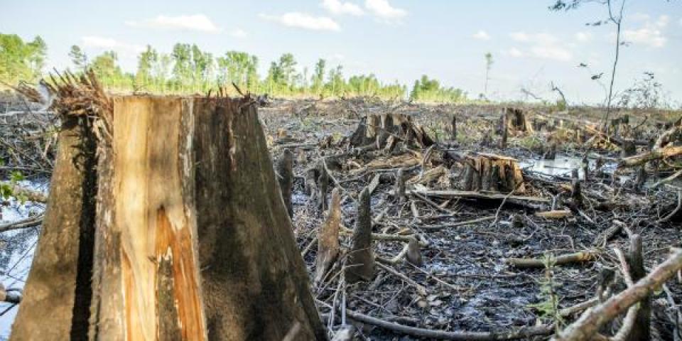 Foto: Dogwood Alliance Biomasseindustrien kom forbi