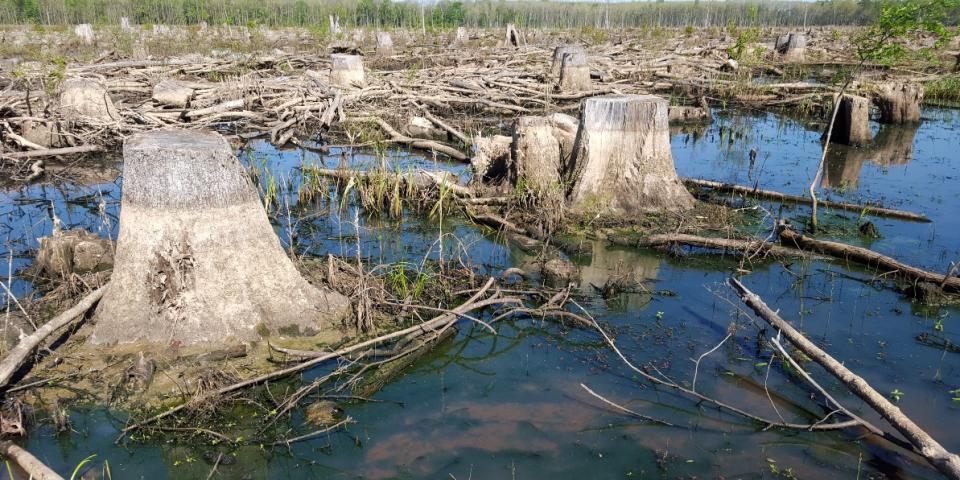 Biomasse til Envivas træpiler er hentet fra dette ryddede område i North Carolina. Foto: Dogwood Alliance PKA