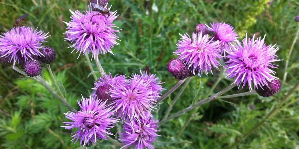 blomster på Amager fælled