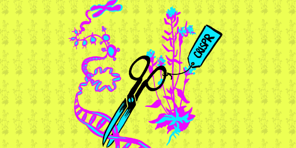 CRISPR-saks. Grafik: NOAH Crispr skas